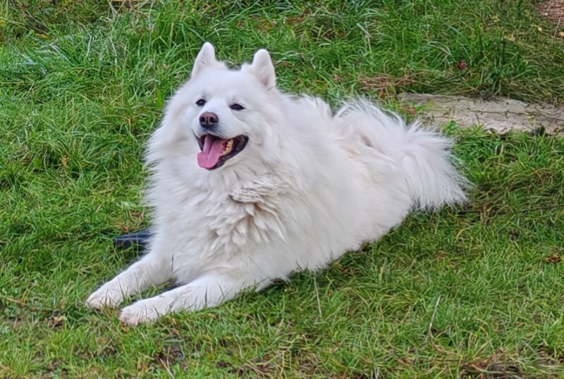 Dirro Alba Fortuna Moravia - 2025